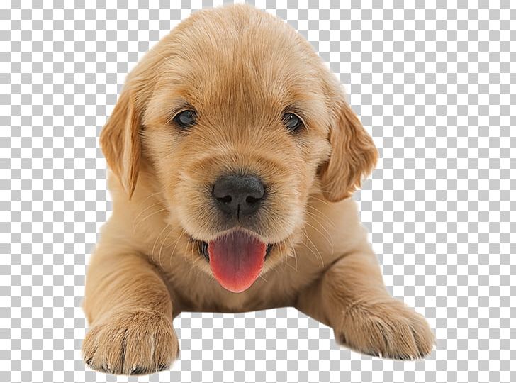 Golden Retriever Puppy Residential Heating And Air Conditioning HVAC Dog Breed PNG, Clipart, Air Conditioning, Animals, Berogailu, Carnivoran, Central Heating Free PNG Download