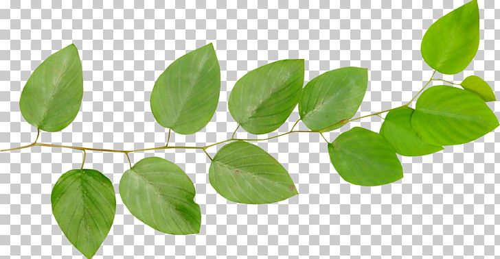 Leaf Branch Tree PNG, Clipart, Branch, Desktop Wallpaper, Digital Image, Information, Leaf Free PNG Download