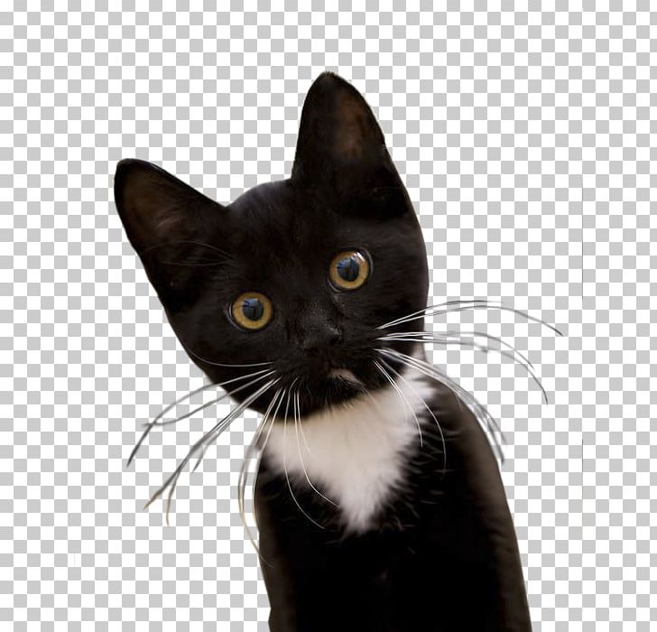 Cat Computer Mouse Mousepad PNG, Clipart, American Wirehair, Animals, Black, Black And White, Blackbrown Free PNG Download