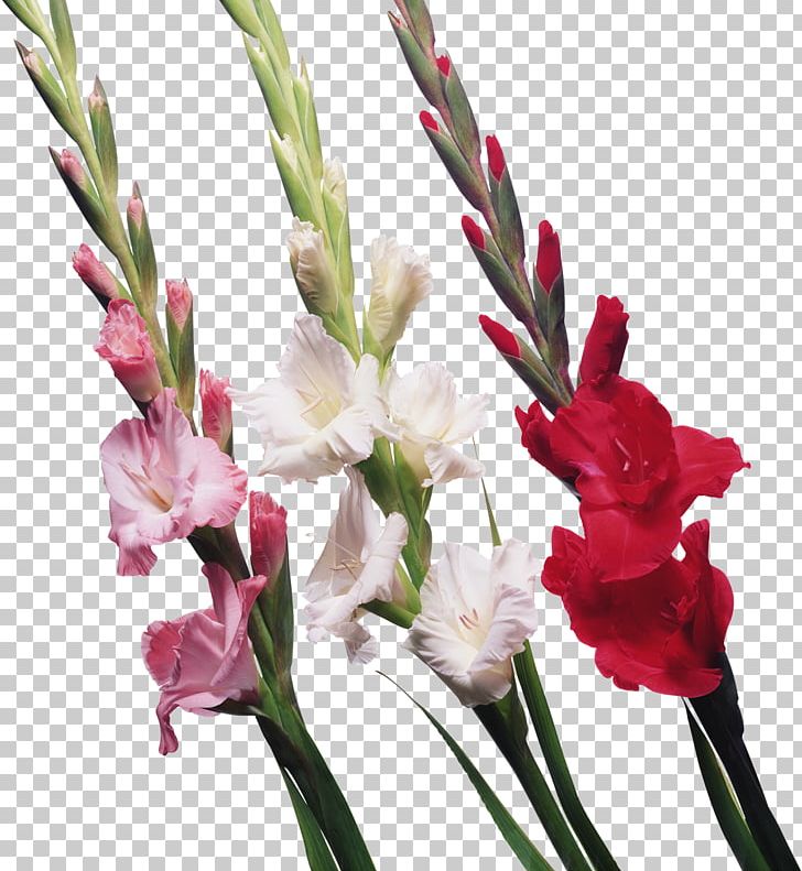 Gladiolus Display Resolution PNG, Clipart, Botanical Illustration, Bulb, Corm, Cut Flowers, Desktop Wallpaper Free PNG Download