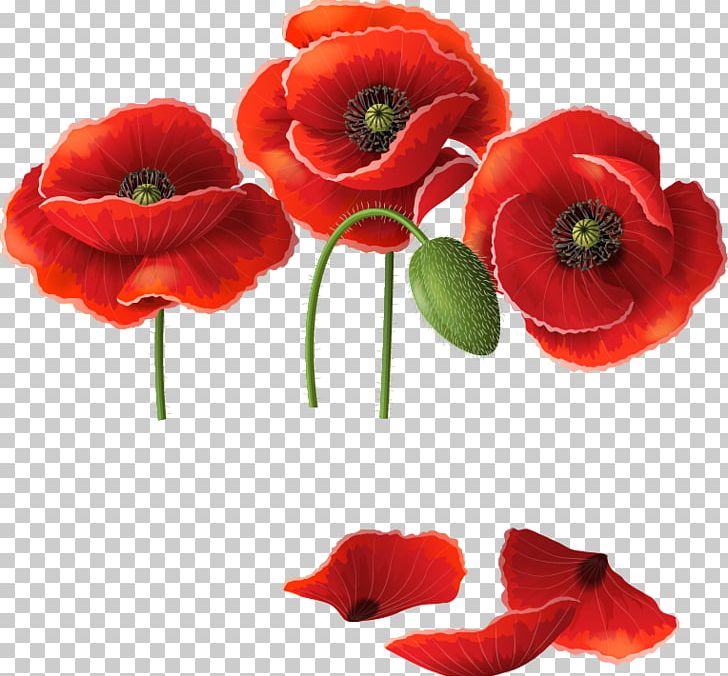 Remembrance Poppy Common Poppy PNG, Clipart, Common Poppy, Coquelicot, Cut Flowers, Desktop Wallpaper, Encapsulated Postscript Free PNG Download