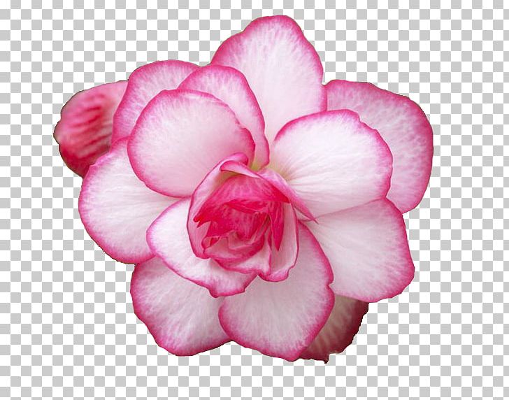 Cut Flowers Rose Plant Begonia PNG, Clipart, Annual Plant, Azalea, Begonia, Blossom, Bud Free PNG Download