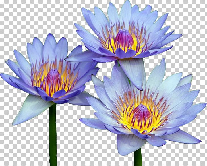 Flower Bouquet PNG, Clipart, Annual Plant, Aquatic Plant, Computer Wallpaper, Daisy Family, Encapsulated Postscript Free PNG Download