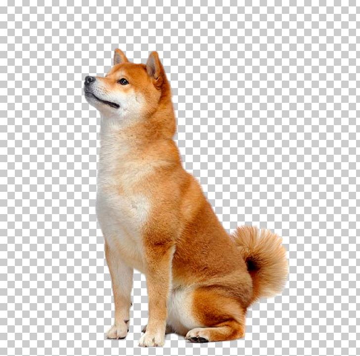 Look To The Front Of The Shiba Inu PNG, Clipart, Akita, Akita Inu, Ancient Dog Breeds, Animal, Animals Free PNG Download