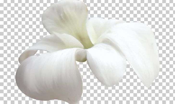 Petal White Flower PNG, Clipart, Arum, Baner, Calas, Computer Icons, Cut Flowers Free PNG Download