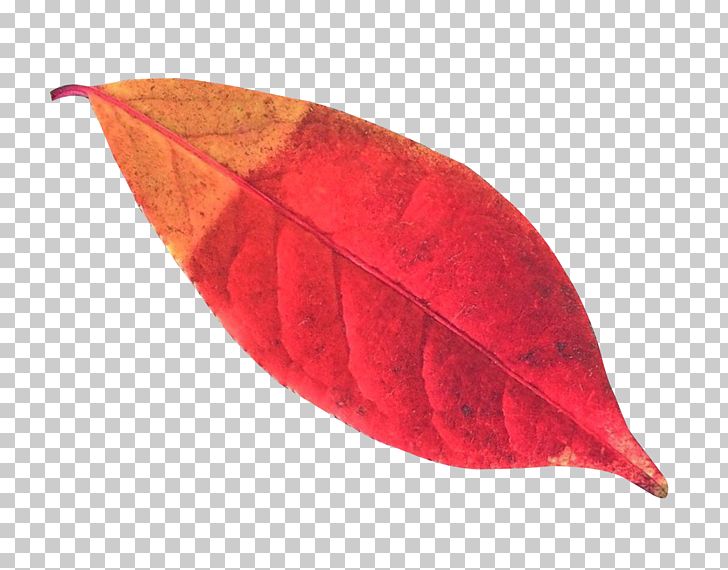 Leaf Autumn PNG, Clipart, Autumn, Autumn Leaf, Autumn Leaves, Computer Icons, Deciduous Free PNG Download