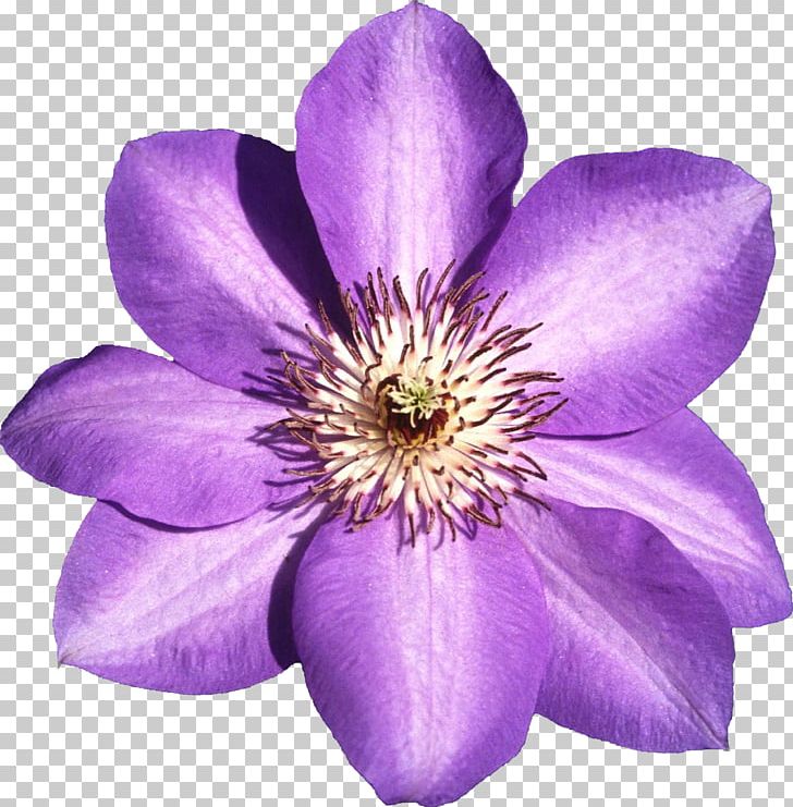 Leather Flower Plant Shrub Petal PNG, Clipart, Amaryllis, Anemone, Clematis, Cosmos, Cosmos Flower Free PNG Download
