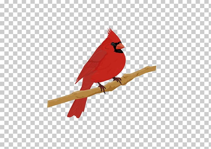 Northern Cardinal Bird St. Louis Cardinals House Sparrow PNG, Clipart, Animals, Beak, Bird, Bullfinch, Cardinal Free PNG Download