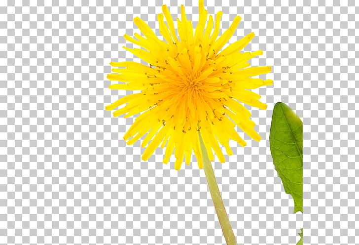 Allergy Daisy Family Cut Flowers Pollen PNG, Clipart, Allergy, Chrysanthemum, Chrysanths, Cut Flowers, Dahlia Free PNG Download