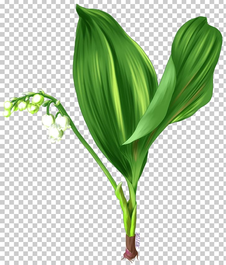 Leaf Grasses Plant Stem Flower Family PNG, Clipart, Family, Flower, Gentle Bargain To Send Gifts, Grass, Grasses Free PNG Download