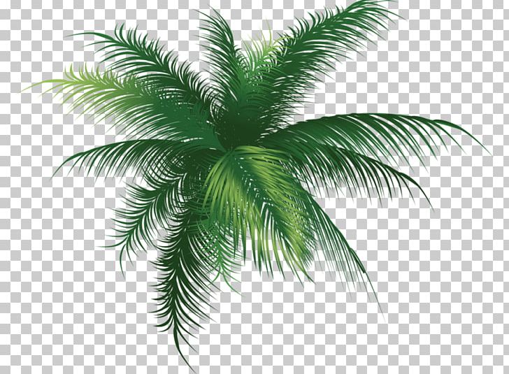 palm tree plan png