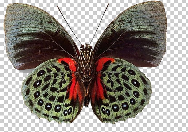 Butterfly Insect PNG, Clipart, Arthropod, Blue Butterfly, Brush Footed Butterfly, Butterflies, Butterflies And Moths Free PNG Download