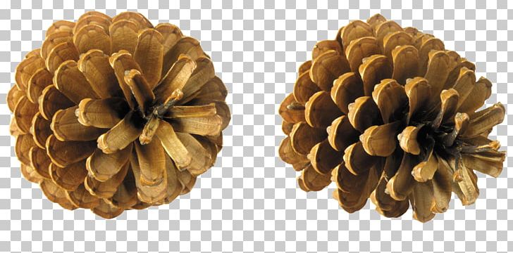 Conifer Cone Pine PNG, Clipart, Arborvitae, Clip Art, Computer Icons, Cone, Conifer Cone Free PNG Download