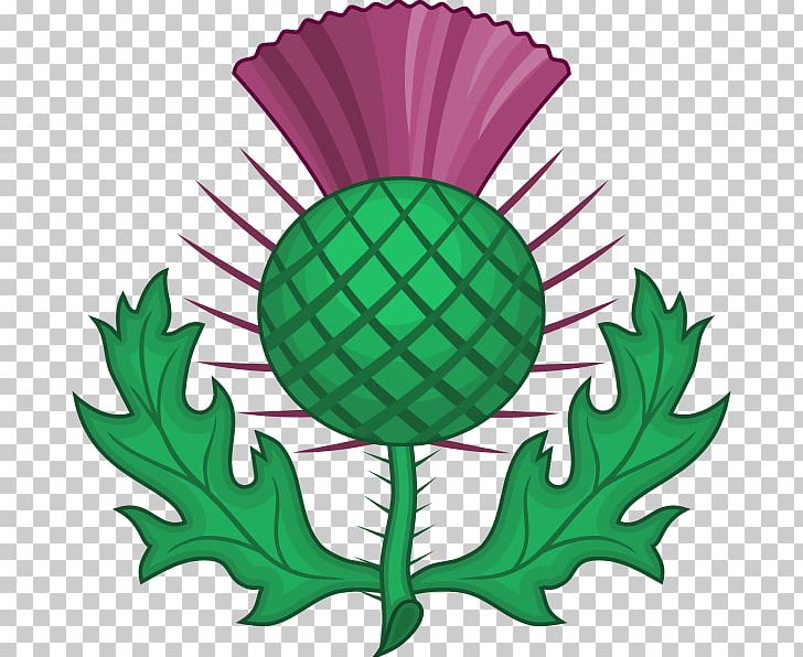 National Symbols Of Scotland Thistle National Emblem Onopordum