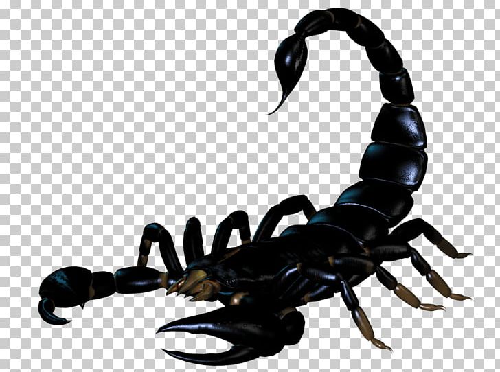 Scorpion BMP File Format PNG, Clipart, 3d Computer Graphics, Animation, Arachnid, Arthropod, Bmp File Format Free PNG Download