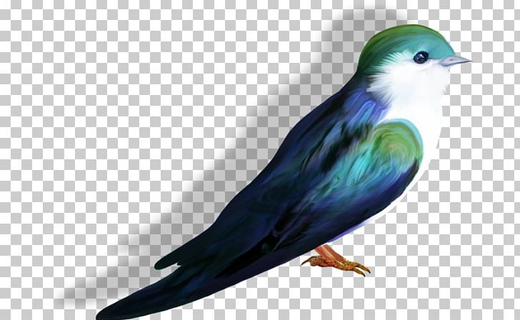 Sumba Green Pigeon Swallow PNG, Clipart, Animals, Background Green, Beak, Beautiful, Bird Free PNG Download