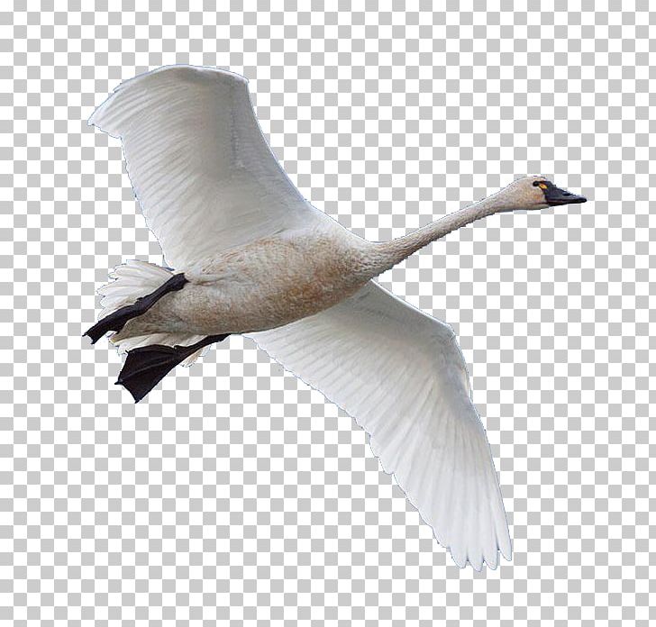 Swan Goose Bird Domestic Goose PNG, Clipart, Animals, Beak, Bird, Black Swan, Domestic Goose Free PNG Download