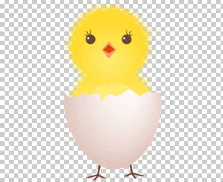 Chicken Fried Egg Eggshell PNG, Clipart, Beak, Bird, Bird Of Prey, Chicken, Chicken Egg Free PNG Download