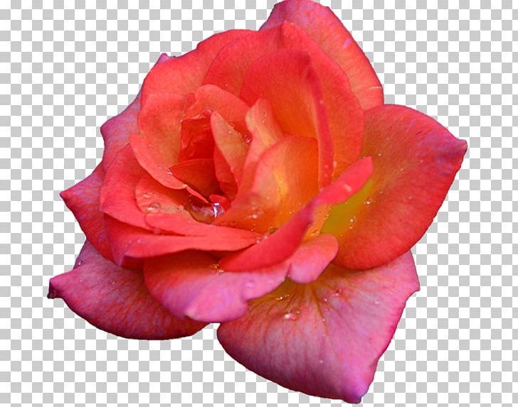 Garden Roses Cabbage Rose Floribunda Petal Cut Flowers PNG, Clipart, China Rose, Closeup, Closeup, Cut Flowers, Floribunda Free PNG Download