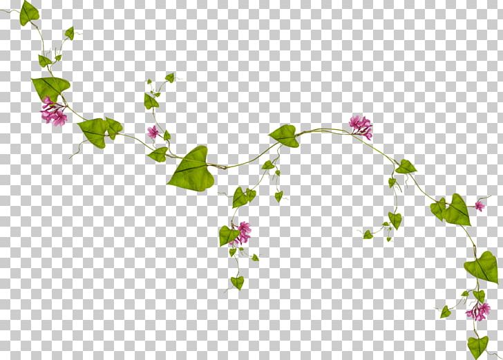 Leaf Vine PNG, Clipart, Blossom, Border Frames, Branch, Computer Icons, Computer Wallpaper Free PNG Download