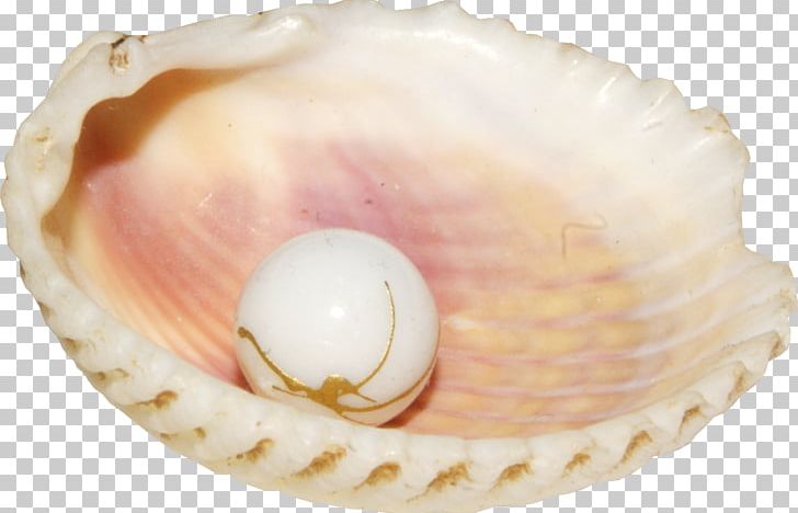 Seashell Pearl Conch PNG, Clipart, Adobe Illustrator, Baltic Clam, Beach, Beach Material, Button Free PNG Download