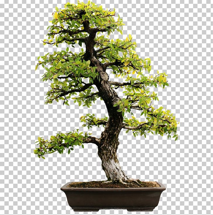 Bonsai Evergreen Stock Photography Tree Carmona Retusa PNG, Clipart, Bonsai, Bonsai Tree, Branch, Carmona, Carmona Retusa Free PNG Download