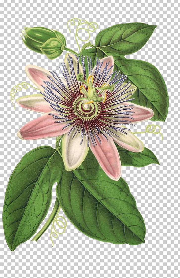 Botanical Illustration Botany Flower PNG, Clipart, Botanical, Botanical Illustration, Botany, Flower, Flowering Plant Free PNG Download