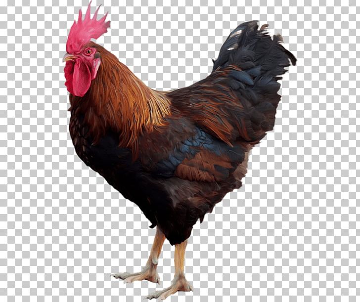 Chicken Rooster PNG, Clipart, Animals, Beak, Bird, Chicken, Cock Free PNG Download