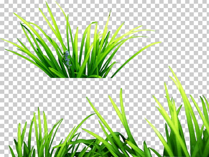 Portable Network Graphics PicsArt Photo Studio Desktop PNG, Clipart, Aquarium Decor, Chrysopogon Zizanioides, Commodity, Computer Icons, Desktop Wallpaper Free PNG Download