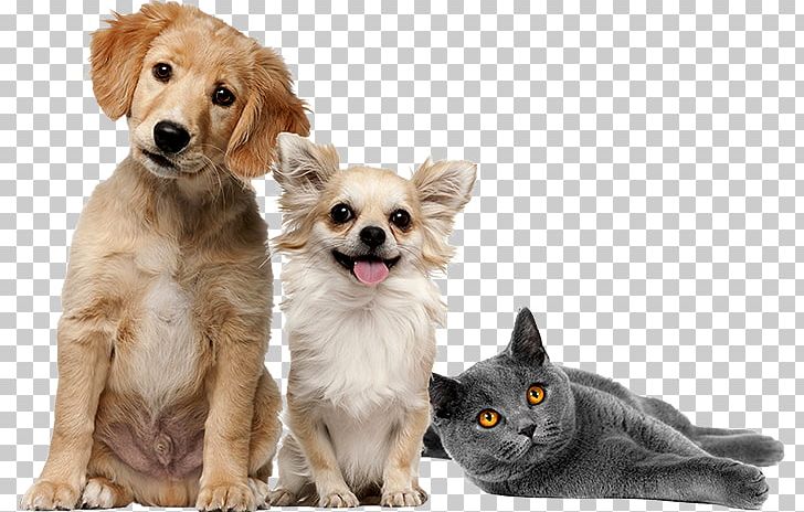 Whiskers Dog Breed Puppy Pet PNG, Clipart, Animals, Breed Group Dog, Canine Distemper, Cat, Cat Like Mammal Free PNG Download