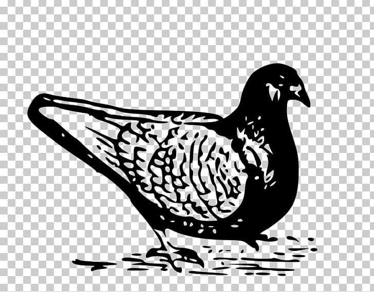 Columbidae Domestic Pigeon Bird PNG, Clipart, Animals, Beak, Bird, Black And White, Chicken Free PNG Download