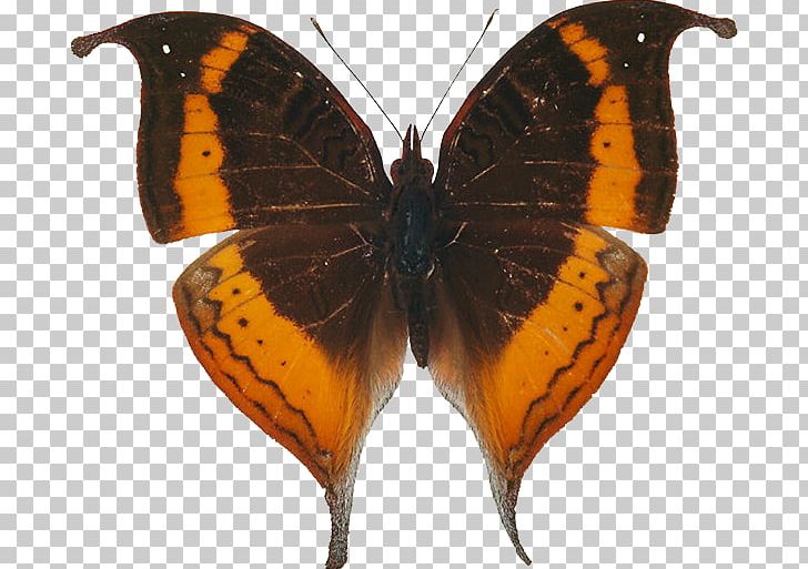 Monarch Butterfly Lycaenidae Pieridae PNG, Clipart, Animal, Art, Arthropod, Bandar Abbas, Black Butterfly Free PNG Download