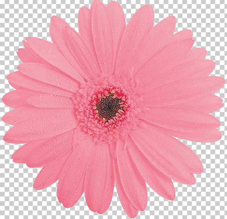 Stock Photography PNG, Clipart, Chrysanths, Clip Art, Color, Computer Icons, Cut Flowers Free PNG Download
