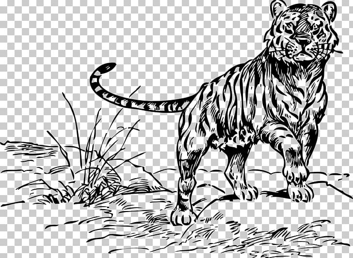 Tiger Drawing Line Art Lion PNG, Clipart, Animals, Art, Big Cat, Big Cats, Black And White Free PNG Download