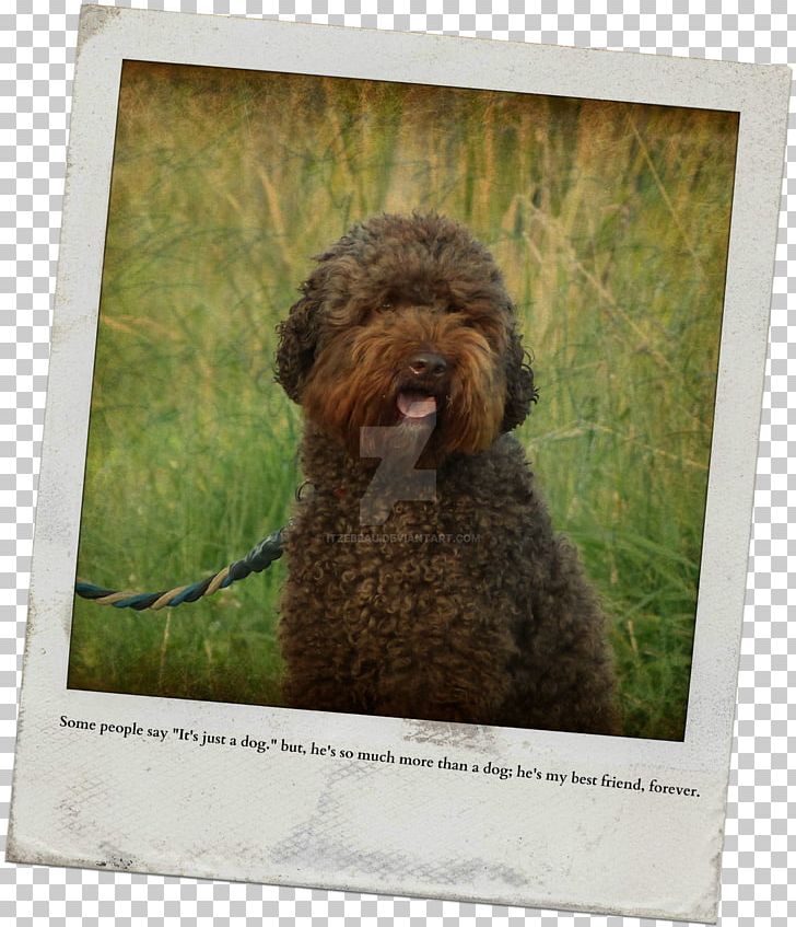 Miniature Poodle Lagotto Romagnolo Spanish Water Dog Barbet Portuguese Water Dog PNG, Clipart, Barbet, Best Friends Forever, Breed, Carnivoran, Cockapoo Free PNG Download