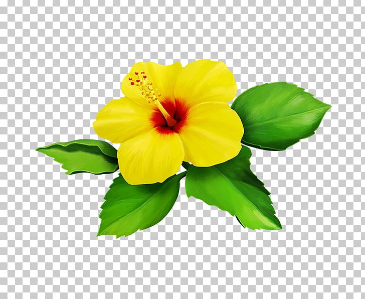 Shoeblackplant Yellow Flower PNG, Clipart, Annual Plant, Cari, Chinese Hibiscus, Color, Encapsulated Postscript Free PNG Download