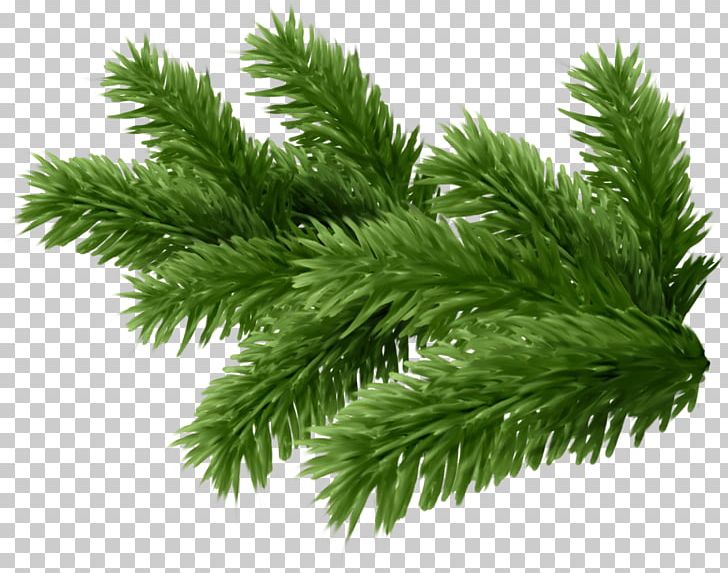 Twig New Year Tree Spruce PNG, Clipart, Biome, Branch, Christmas, Clip Art, Computer Icons Free PNG Download
