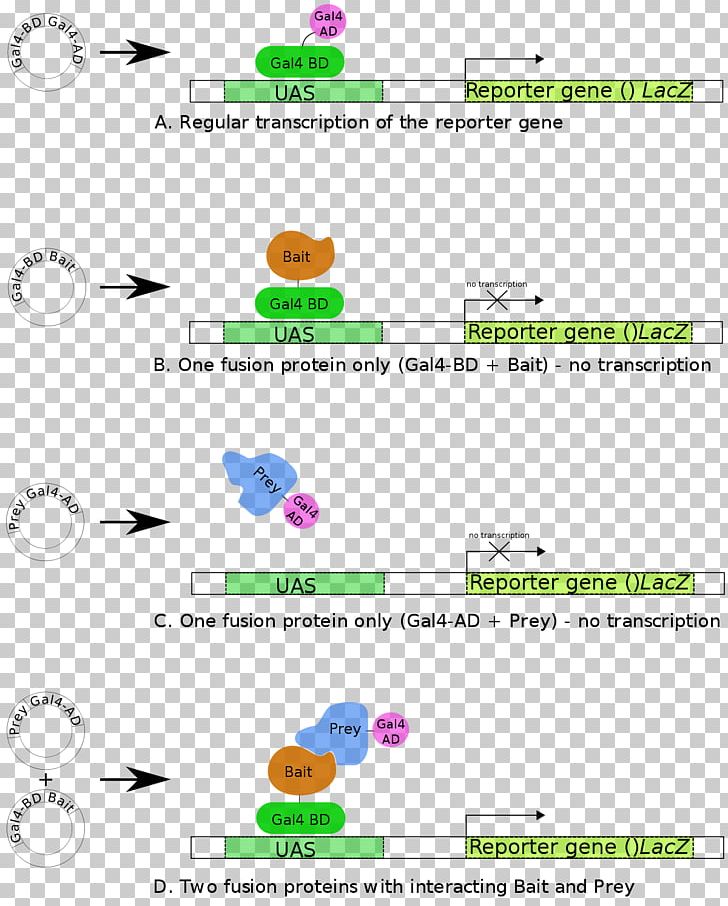 Two-hybrid Screening Beta-galactosidase Reporter Gene Transcription Factor Protein PNG, Clipart, Activator, Area, Assay, Betagalactosidase, Diagram Free PNG Download