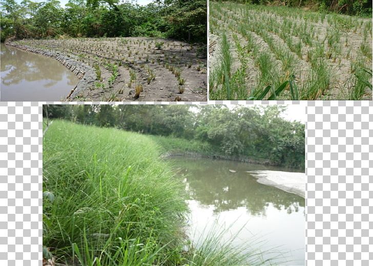 Vetiver Vegetation Erosion Surface Runoff Water Resources PNG, Clipart, Agriculture, Bank, Bog, Chrysopogon, Chrysopogon Zizanioides Free PNG Download