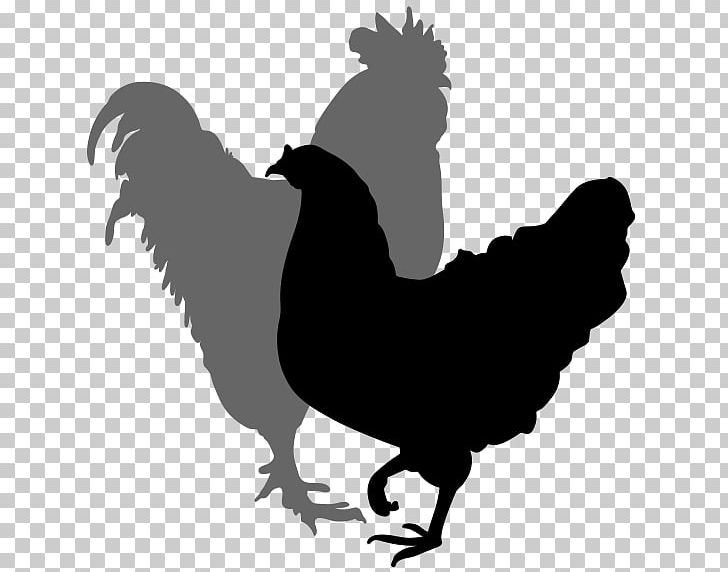 Chicken Rooster Silhouette Hen PNG, Clipart, Art, Bantam, Beak, Bird, Black And White Free PNG Download