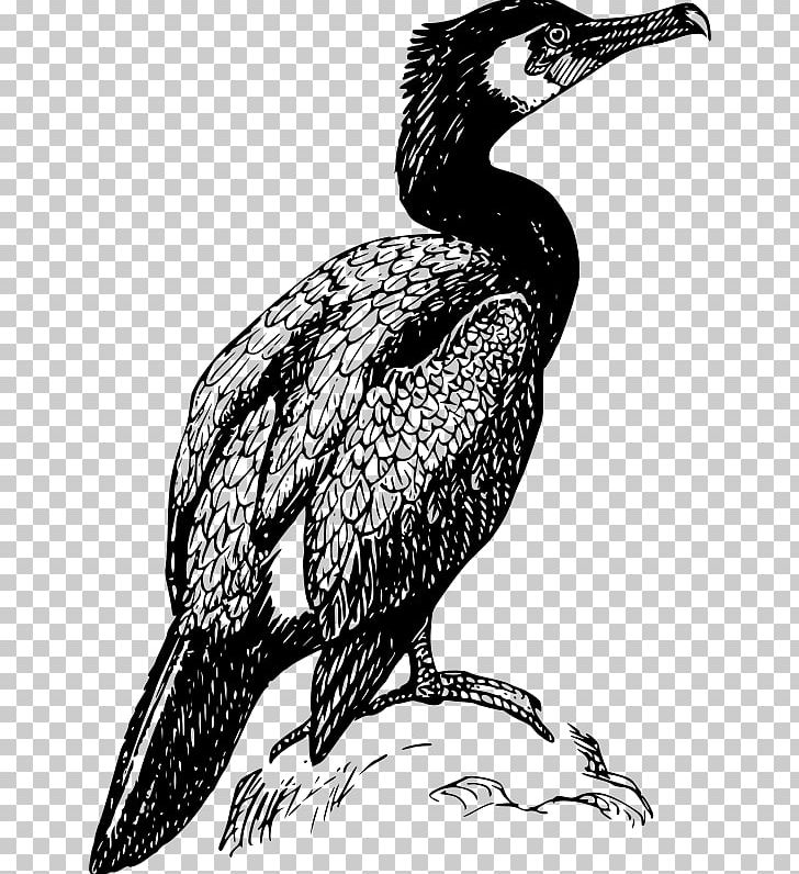 Cormorant Bird PNG, Clipart, Animals, Art, Beak, Bird, Bird Of Prey Free PNG Download