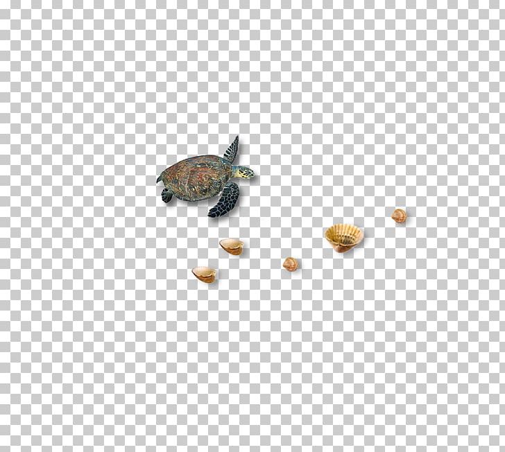 Turtle Icon PNG, Clipart, Animals, Beach, Beaches, Beach Party, Beach Sand Free PNG Download
