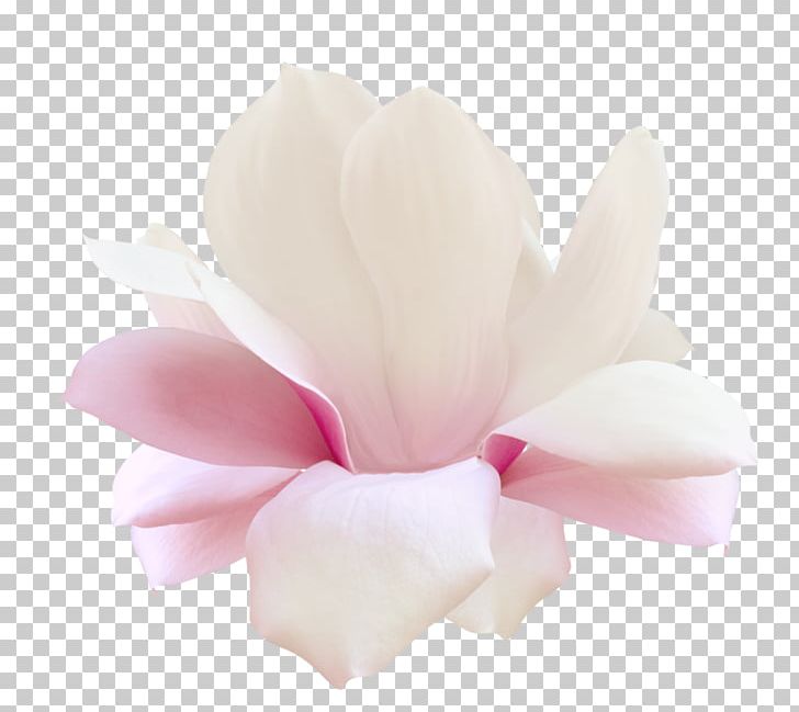 Flower Натяжна стеля Digital Petal PNG, Clipart, Ceiling, Cut Flowers, Digital Image, Flower, Flowering Plant Free PNG Download