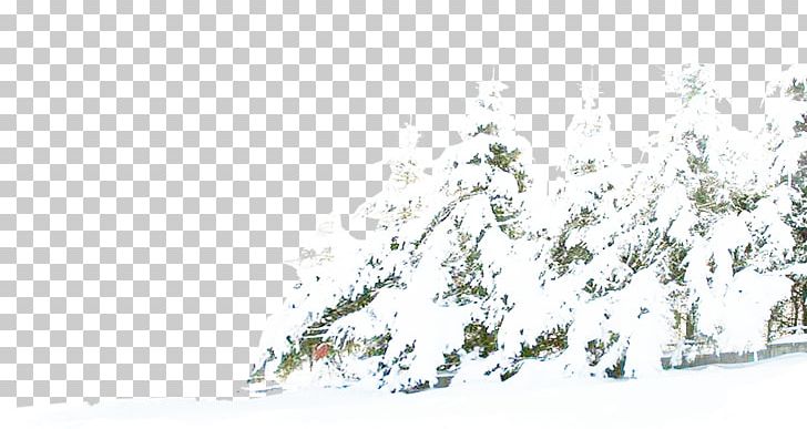 Pine Winter Snow Tree PNG, Clipart, Branch, Christmas Tree, Download, Family Tree, Forest Free PNG Download