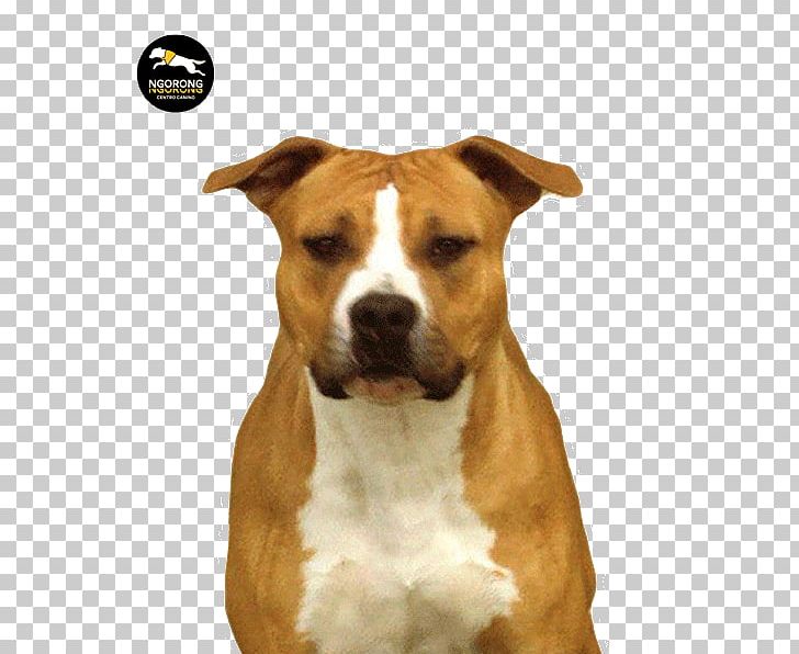 American Staffordshire Terrier American Pit Bull Terrier Staffordshire Bull Terrier Dog Breed PNG, Clipart, American Pit Bull Terrier, American Staffordshire Terrier, Breed, Bulldog, Bull Terrier Free PNG Download