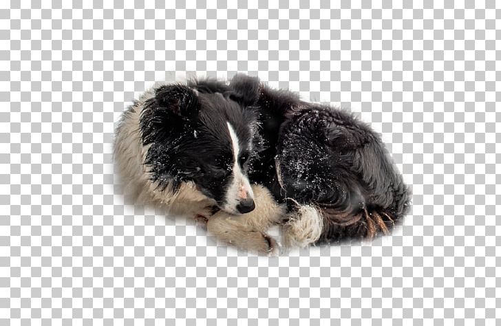 Border Collie Australian Shepherd Puppy Dog Breed Companion Dog PNG, Clipart, Adorable, Adorable Pet, Animal, Border, Border Free PNG Download