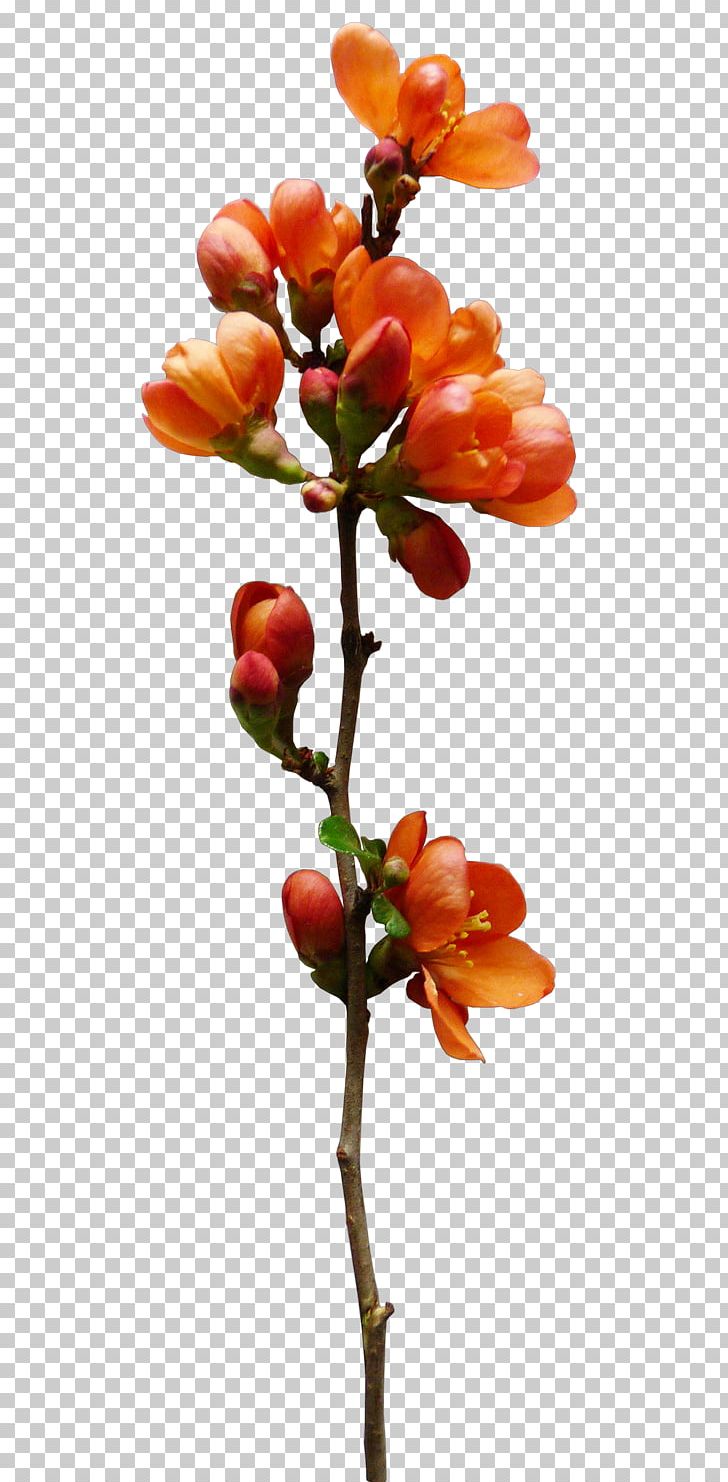 Cut Flowers Orange PNG, Clipart, Blog, Branch, Bud, Clip Art, Country Style Free PNG Download