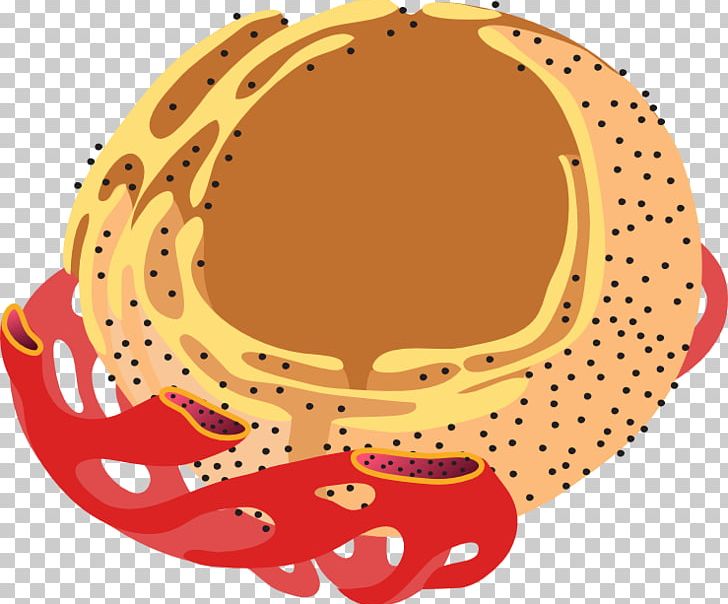 endoplasmic reticulum clipart