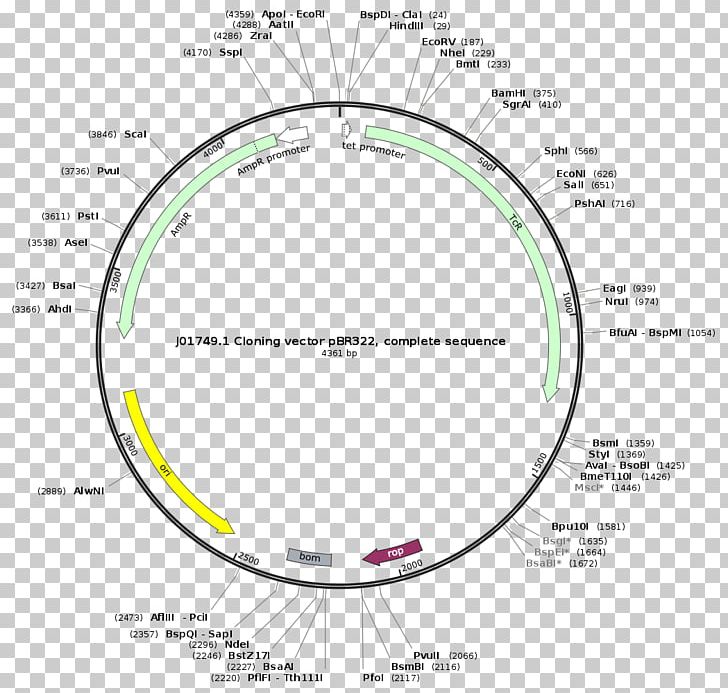 Plasmid Cloning PBR322 Restriction Map PNG, Clipart, Angle, Area, Cancer, Circle, Cloning Free PNG Download