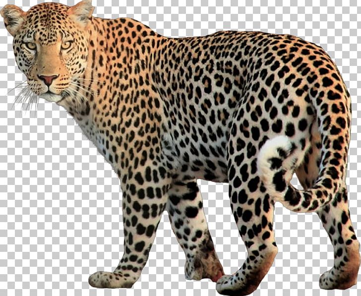 Snow Leopard Jaguar Felidae PNG, Clipart, Animal, Animals, Big Cat, Big Cats, Carnivoran Free PNG Download